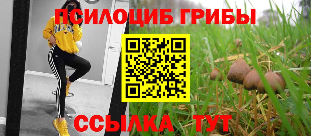Михайловка  где можно купить   Вход с VPN  Галлюциногенные грибы GOLDEN TEACHER 